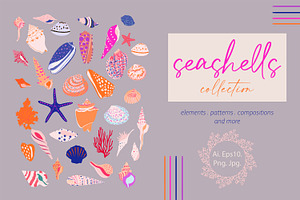 seashells collection