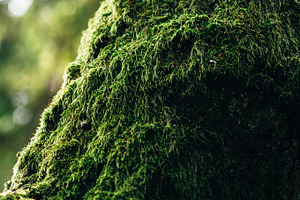 Moss on an old tree