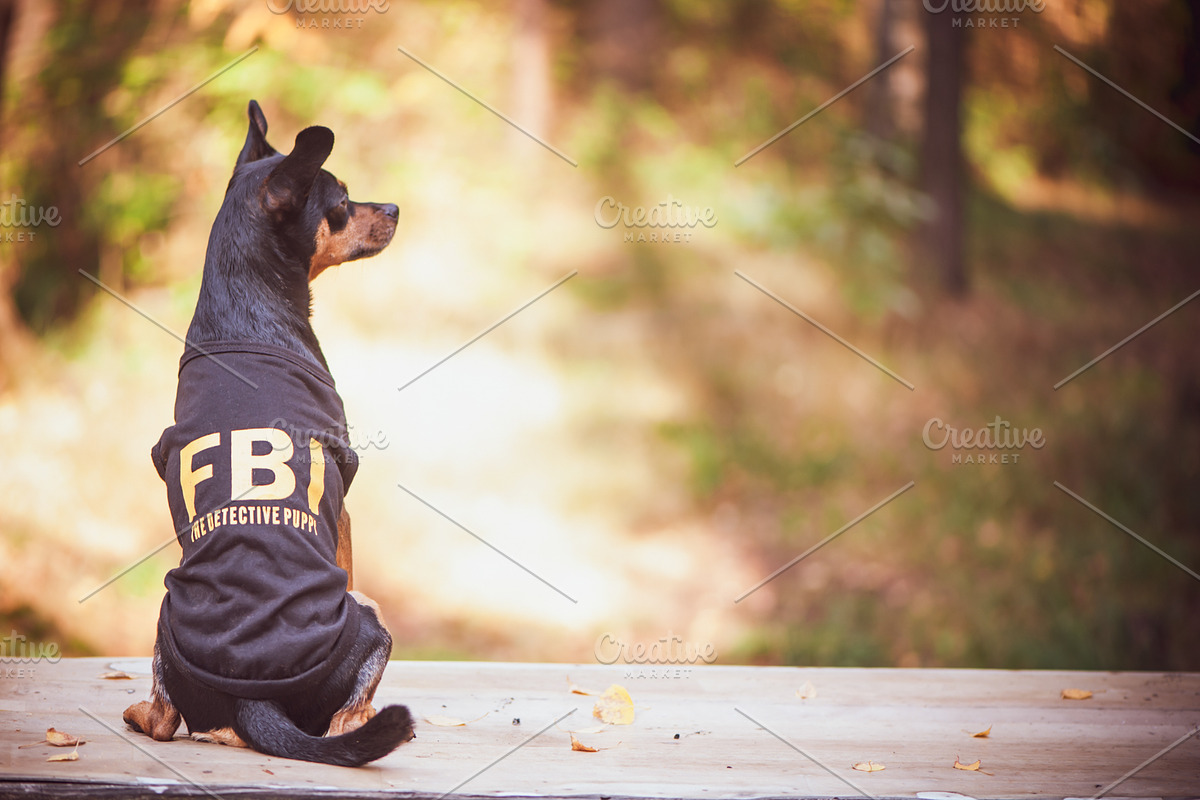 Dog is an fbi agent funny puppy toy containing agent, agent 007, and animal, an Animal Photo by WildStrawberry Magic (Photo 1 of 2)