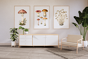Vintage Mushroom Illustrations, a Decorative Illustration by youtoview (Thumbnail 2 of 13)