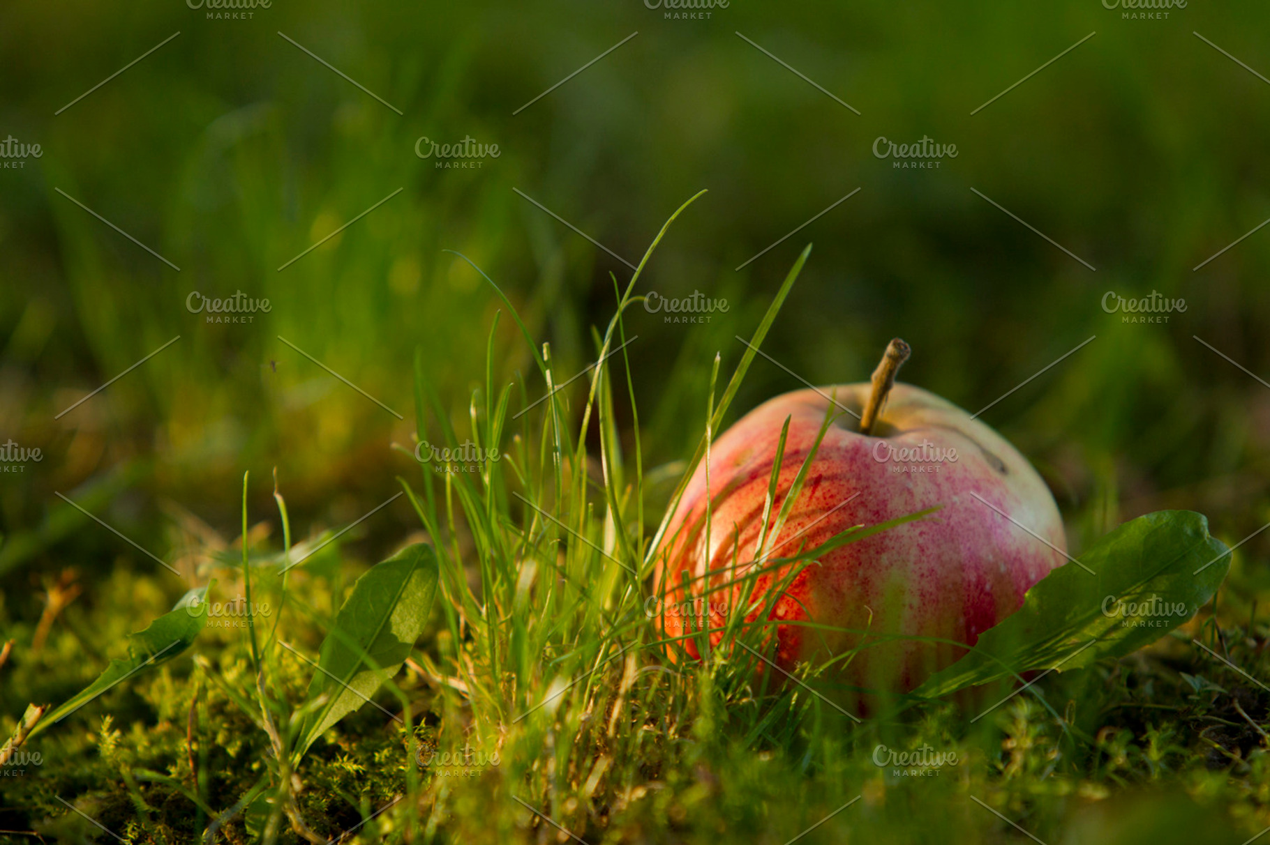 Apples on the grass featuring apple, earth, and grass