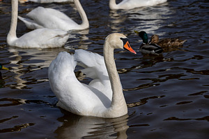 white swans who arrived in eastern Europe in the spring to raise offspring, a Photo by rsoollAI