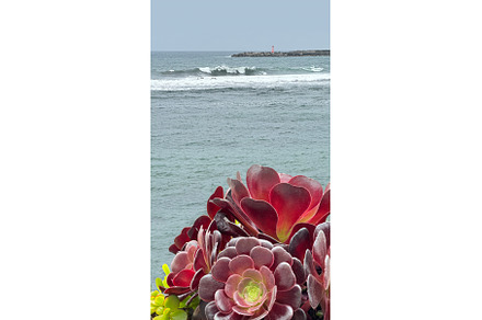 Coastal Succulents and Lighthouse, a Nature Photo by tilialucida