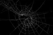 Spider Web Overlay Bundle, a Background Photo by M9 Design (Thumbnail 7 of 10)