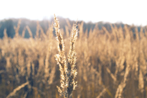 Spikelets_2
