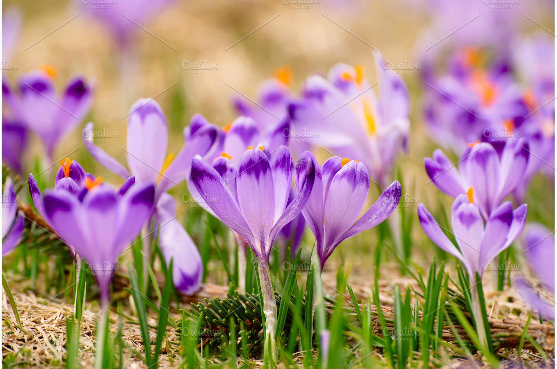 Spring crocus flowers in the grass, a Nature Photo by Nature and travel