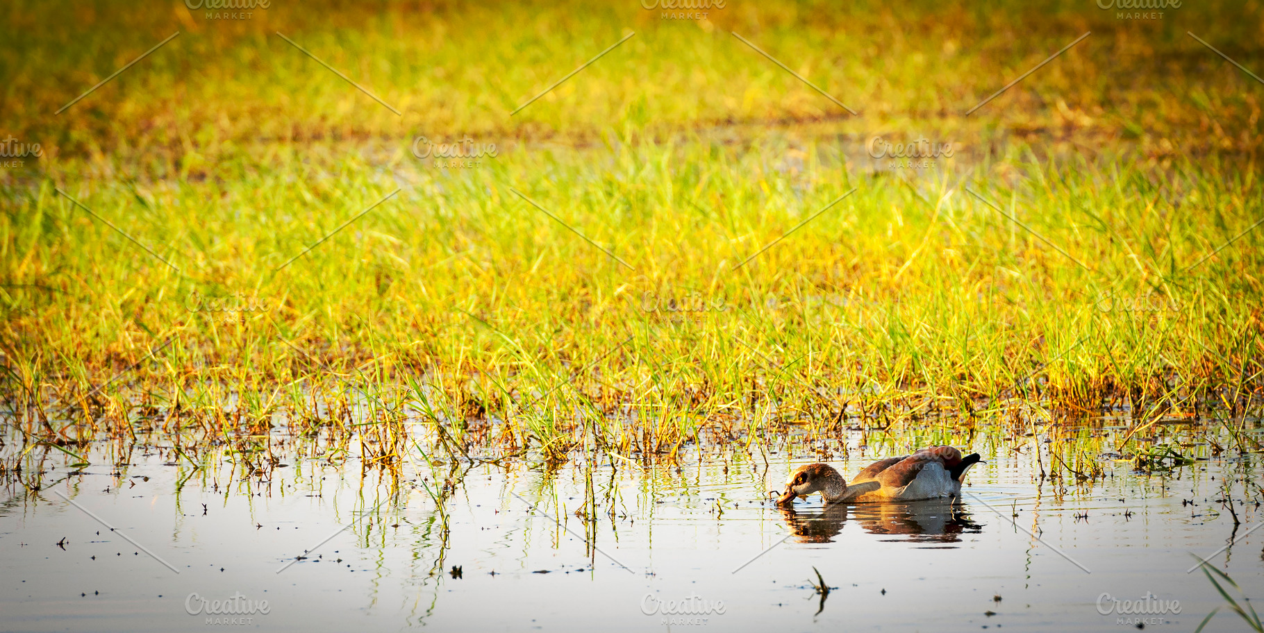 Duck on the Chobe River, an Animal Photo by THP Creative