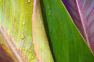 Three Leaves Background, a Nature Photo by THP Creative