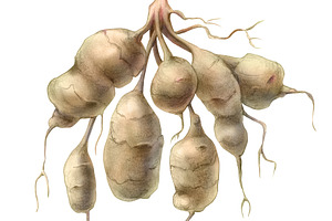 Jerusalem Artichoke Illustration