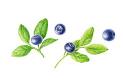 Watercolor blueberries, a Food Illustration by Botanical Art Shop (Thumbnail 2 of 2)