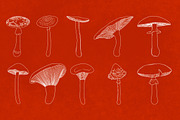 Procreate Wild Mushroom Stamps, a Brush Add-On by BrushBoy (Thumbnail 5 of 7)