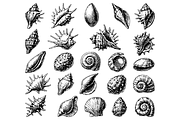 Vintage Seashell Collection, an Object Graphic by RT Studio (Thumbnail 2 of 4)