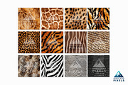 12 Real African Safari Animal Prints, a Texture Graphic by NorthWindPixels (Thumbnail 2 of 4)