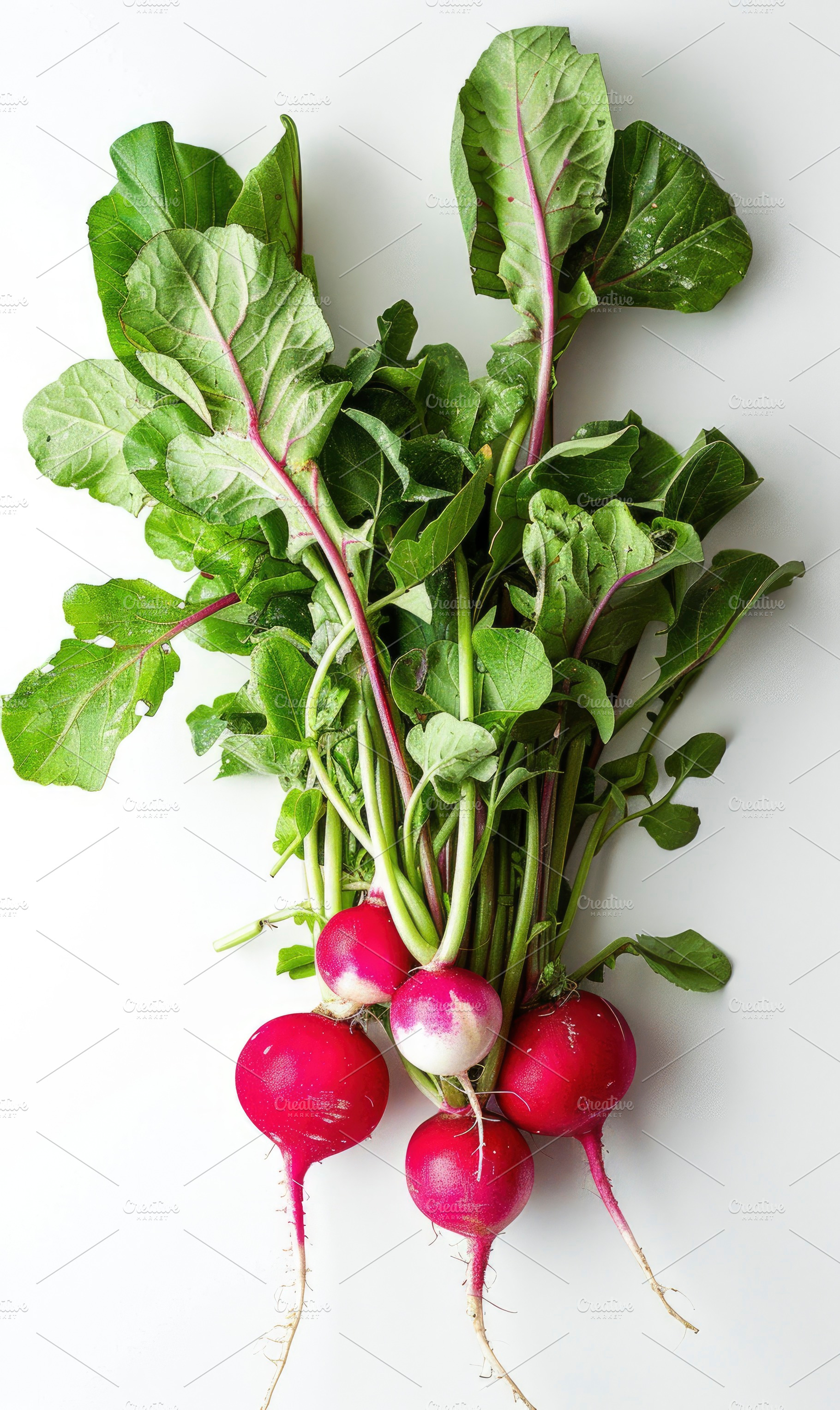 Vibrant radishes with green leaves i, a Photo by LOGOCREATIVE