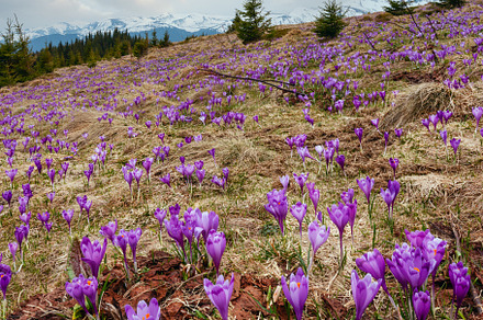 Purple Crocus flowers on spring mountain, a Nature Photo by YuriyB