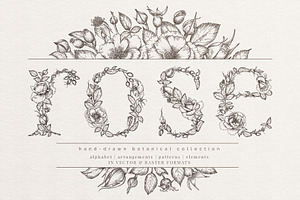 rose | botanical illustrations, an Illustration by Sophia J Caldwell