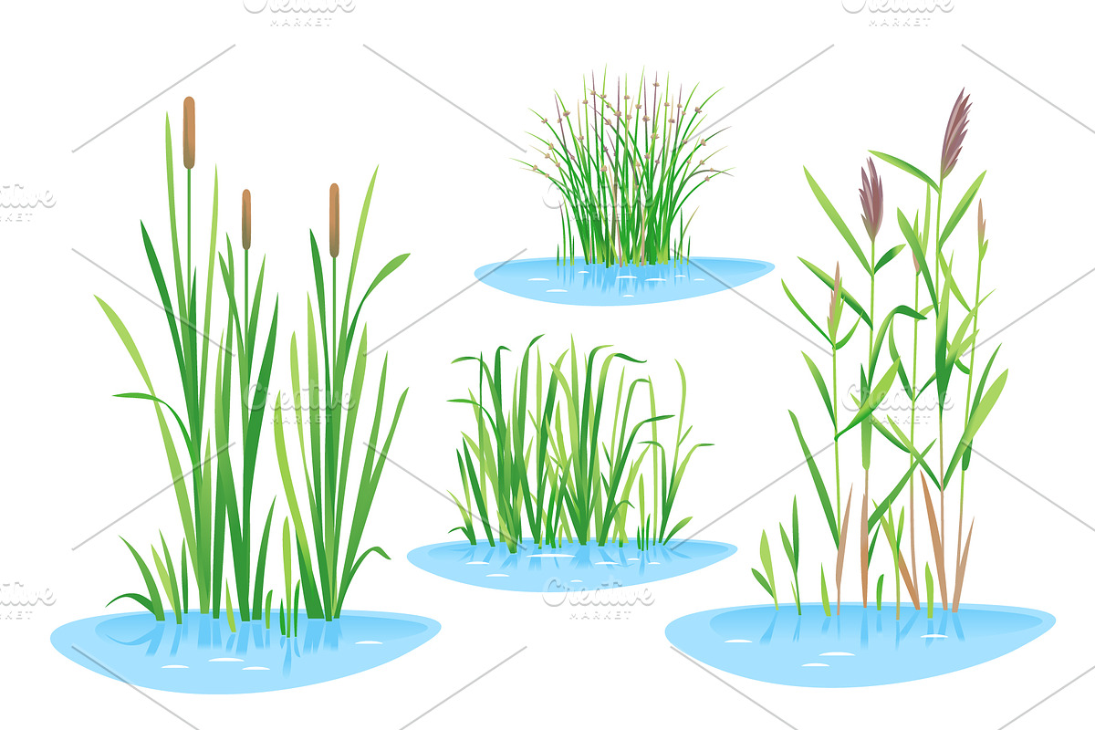 Set of water plants, a Decorative Illustration by Oceloti
