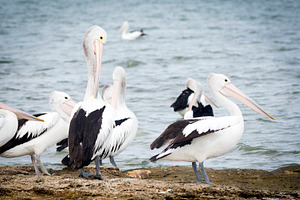 Pelicans, an Animal Photo by THP Creative