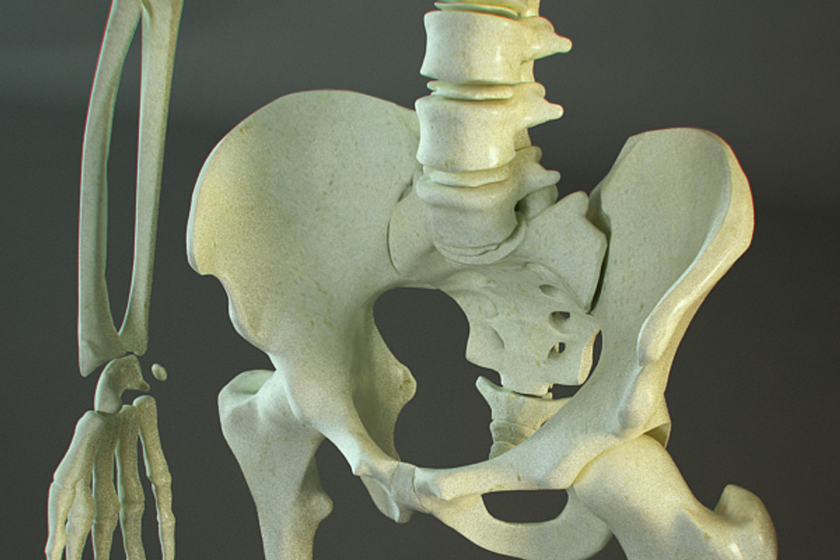 Realistic Skeleton, a Characters & Person 3D Model by VisualCG (Photo 3 of 4)