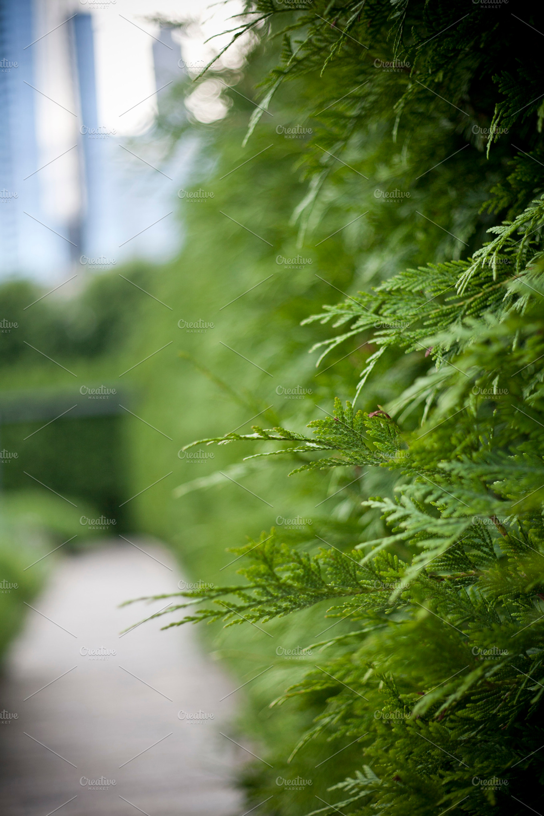 Fern Wall Stock Picture