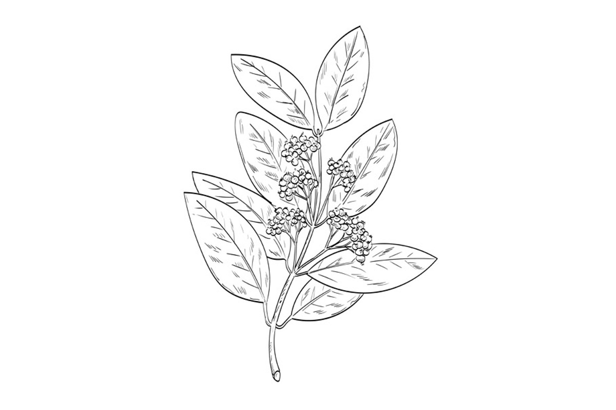 Allspice or Jamaica Pepper Drawing, an Illustration by patrimonio