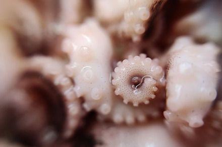 Octopus feeler seafood macro photo