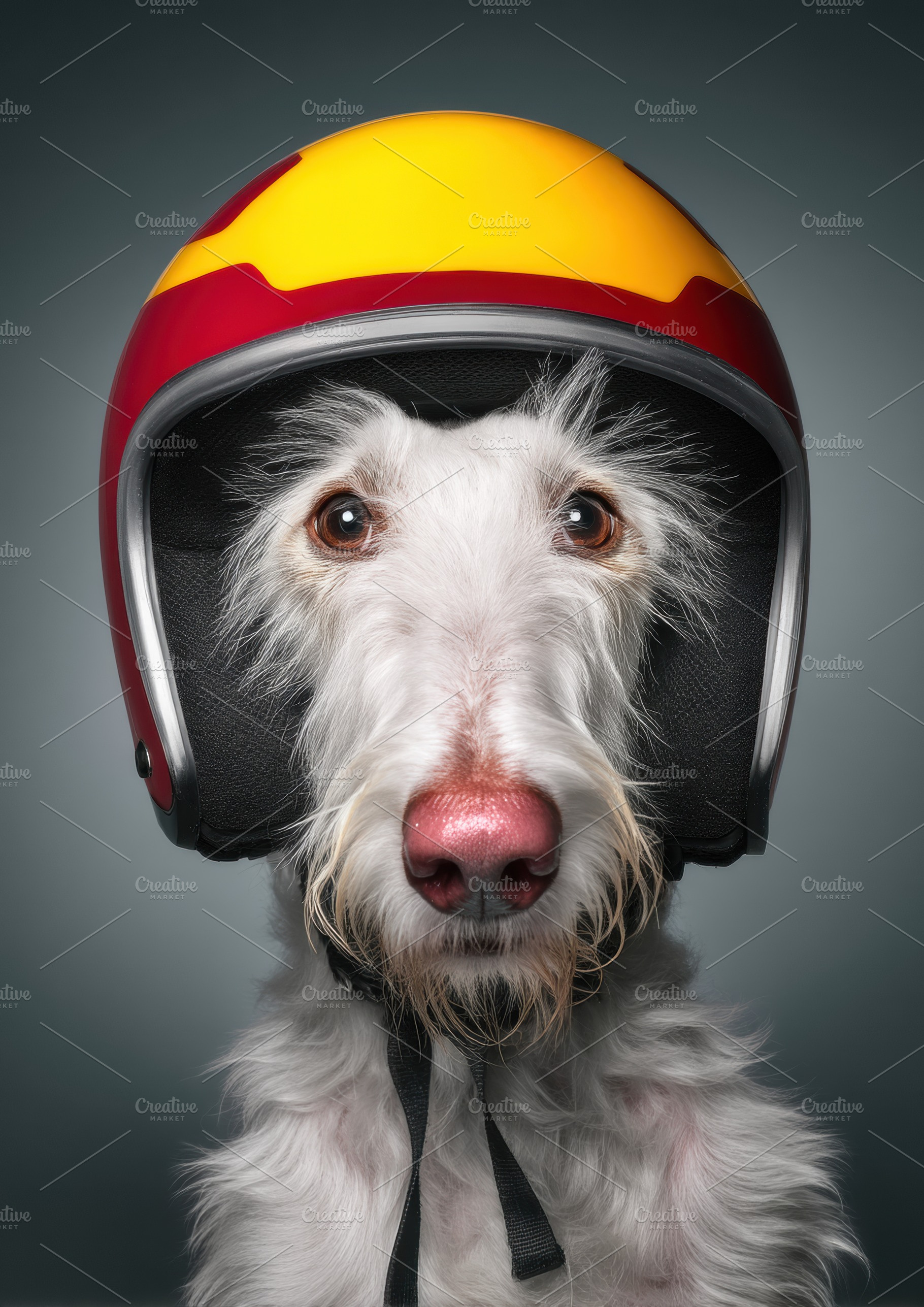 Playful Dog with Racing Helmet, an Animal Photo by Virgo Studio