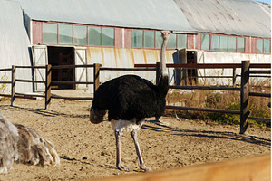Ostrich profile against a clear blue, an Animal Photo by darksoul72