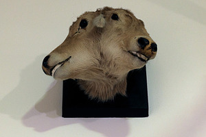 Stuffed two-headed animal on display at the Civic Museum of Natu, an Animal Photo by Bepslabor