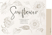 Sunflowers. Sketch Outline art, an Illustration by LABFcreations (Thumbnail 3 of 6)