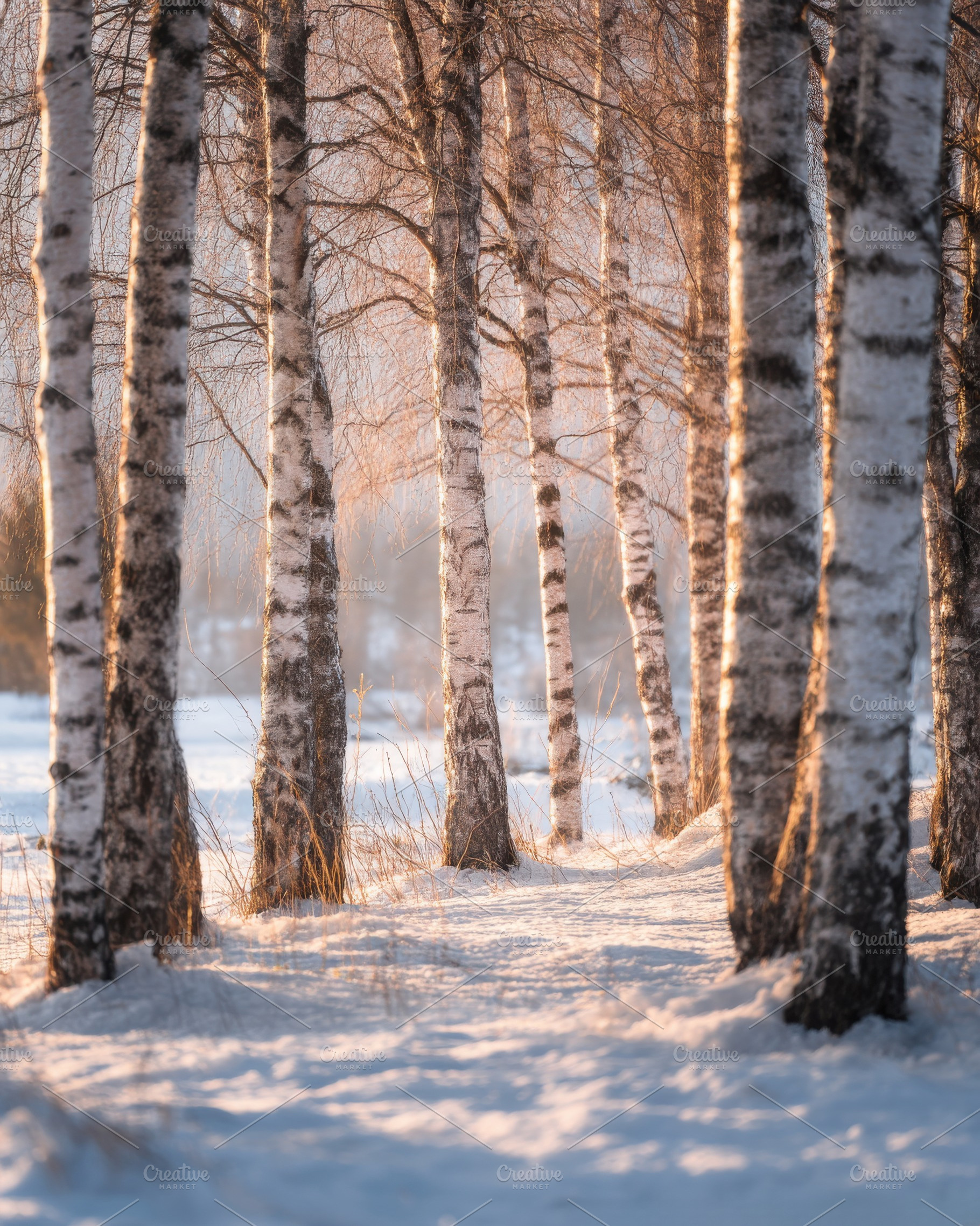 Nordic Birch Forest, a Nature Photo by Virgo Studio