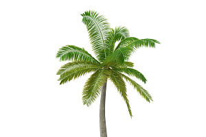 Palm