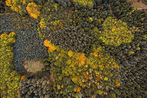 Autumn #4, a Nature Photo by jakub_kopecky