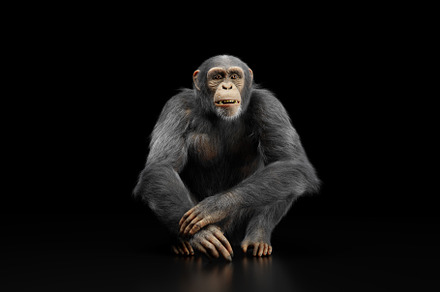Chimpanzee monkey portrait on black, an Animal Photo by Photocreo Michal Bednarek