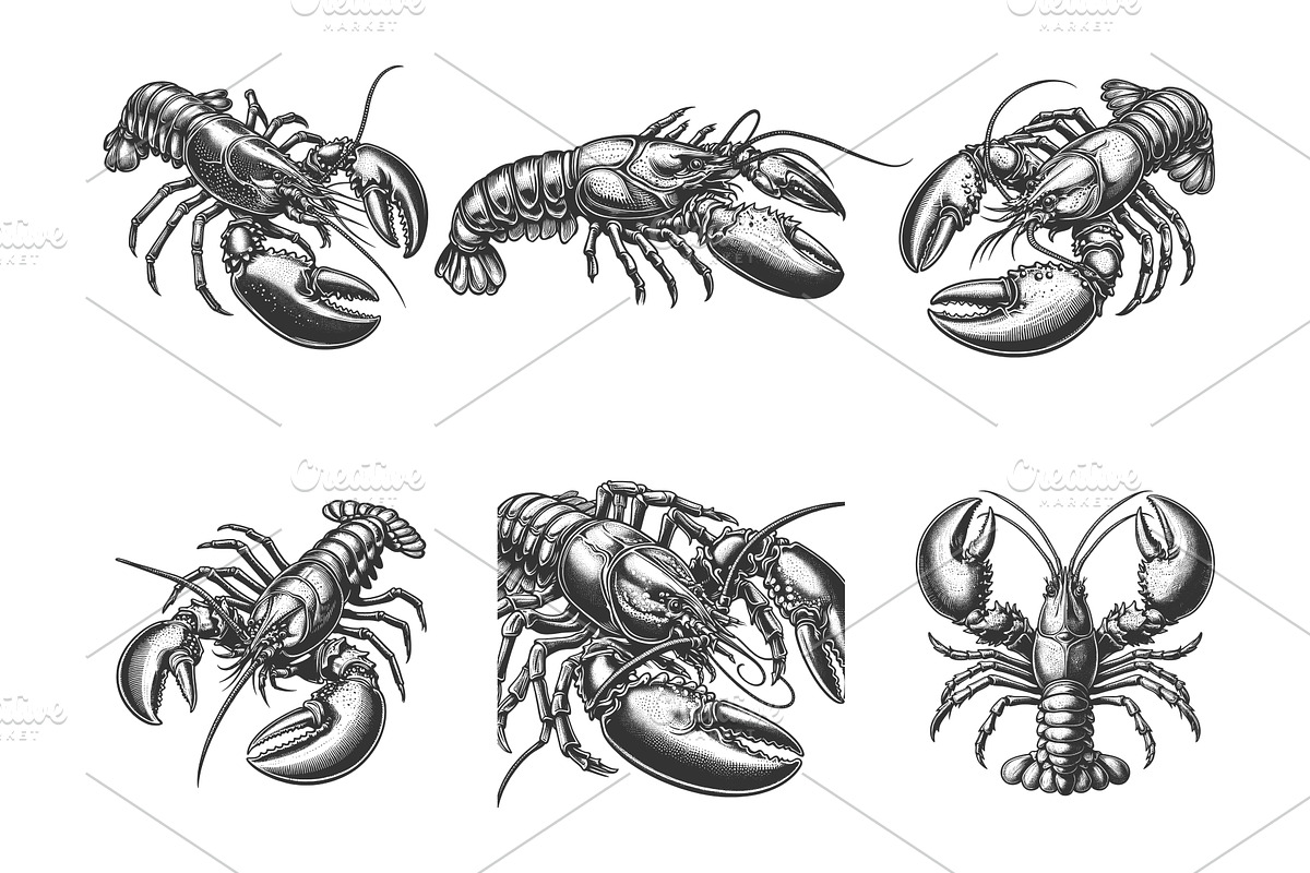 Lobster engraving set vector, an Animal Illustration by AlexArt