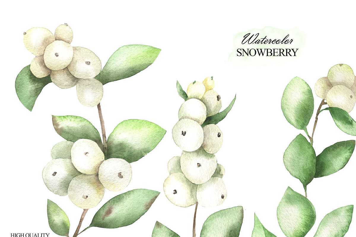Watercolor snowberry clipart, an Illustration by OlDm_Shop (Photo 6 of 11)