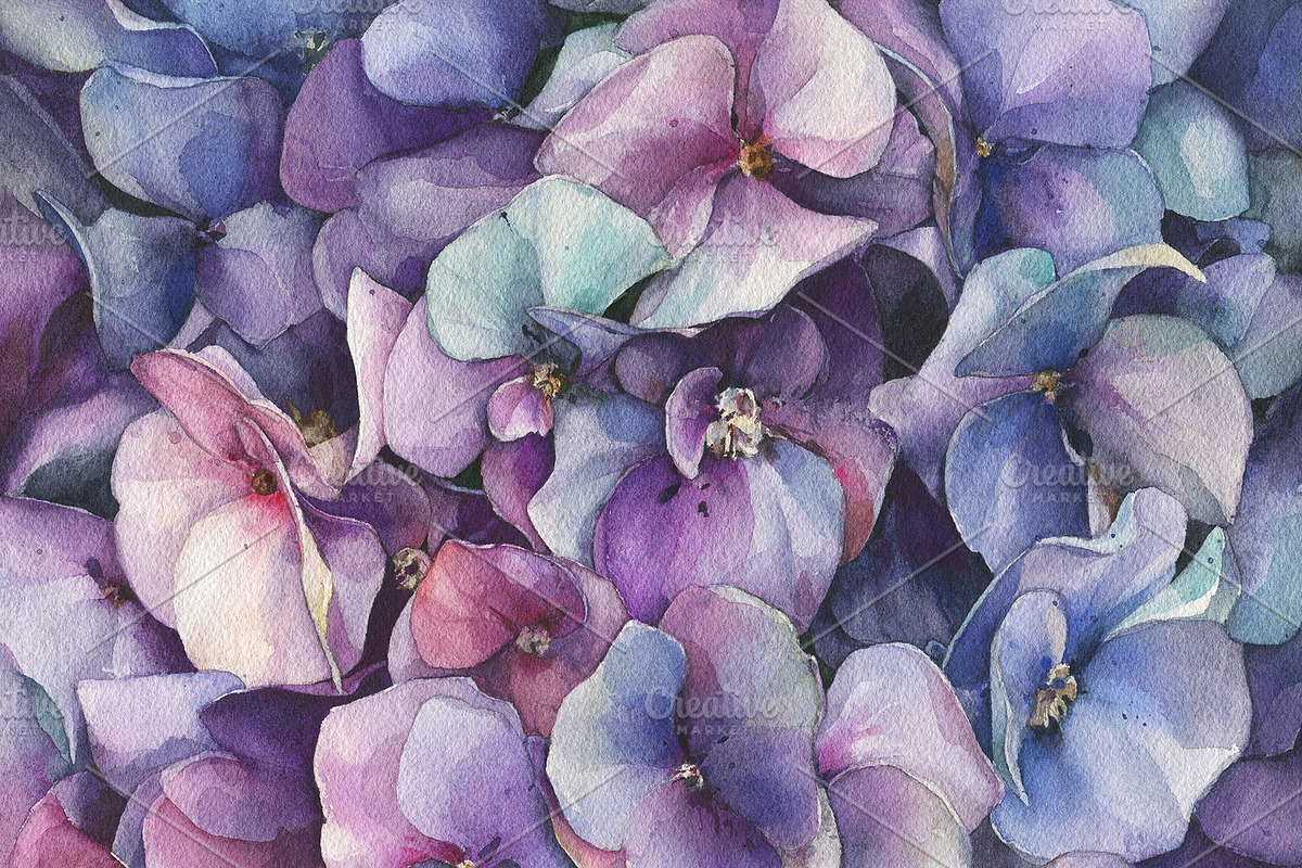 Watercolor violet Hydrangea painting, an Illustration by Khrys.art (Photo 1 of 8)