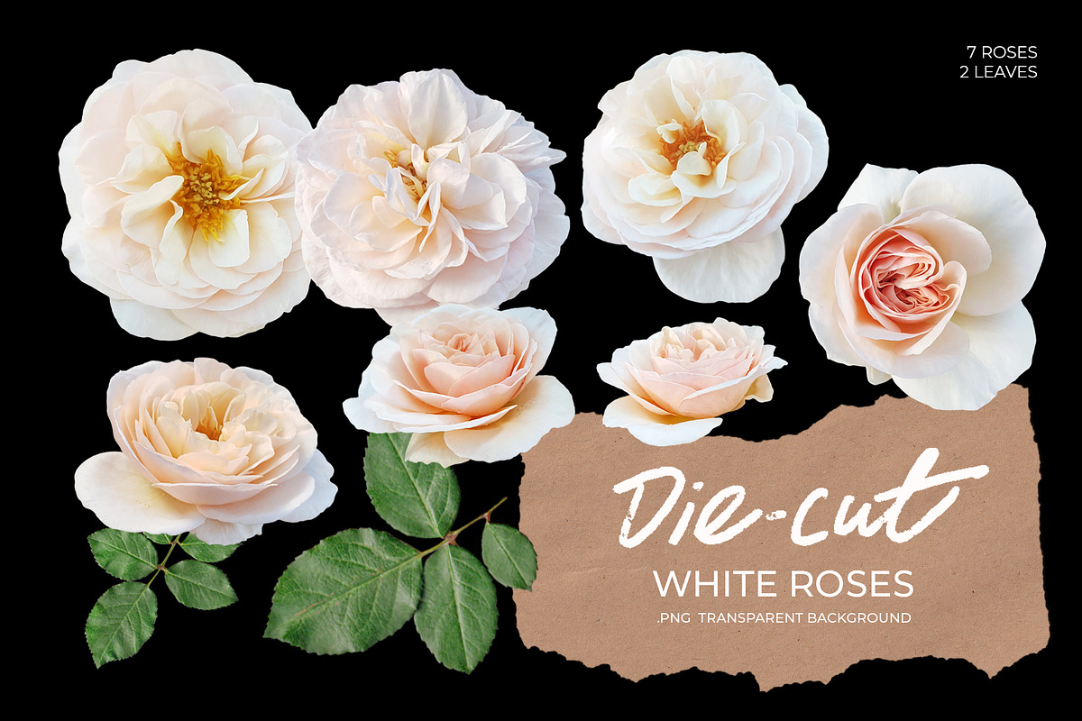 Die-Cut White Roses Photo Pack, a Photo by aniunova (Photo 1 of 2)