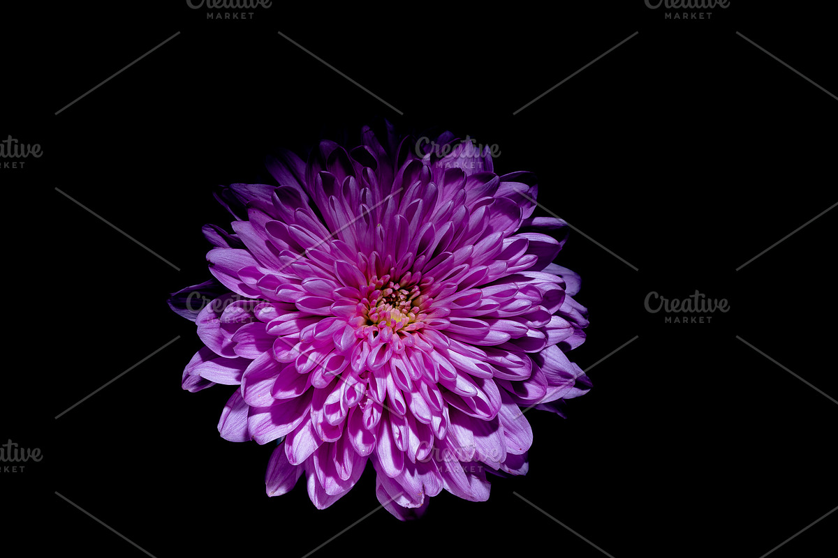 Dark Background Floral Bloom, a Nature Photo by Silent Nature (Photo 4 of 10)