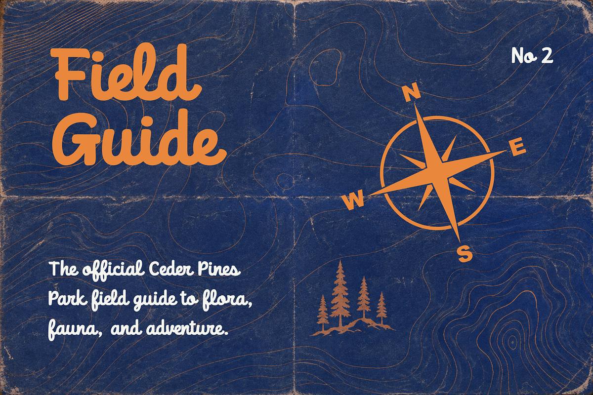 Cedar Valley - National Park Font, a Script Font by HipFonts (Photo 5 of 10)