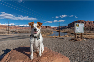A dog is sitting on a rock in, an Animal Photo by ZinetroN
