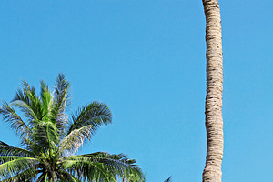 Palm without top, a Photo by saiko3p