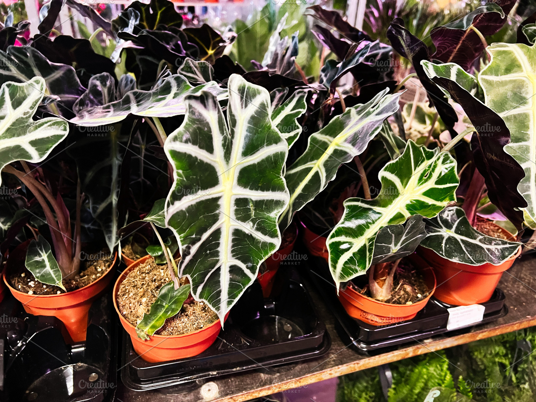 Vibrant foliage houseplants with veined leaves in small orange pots indoors, a Photo by AS photostudio