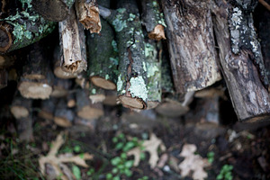 Fire wood 1 stock photo