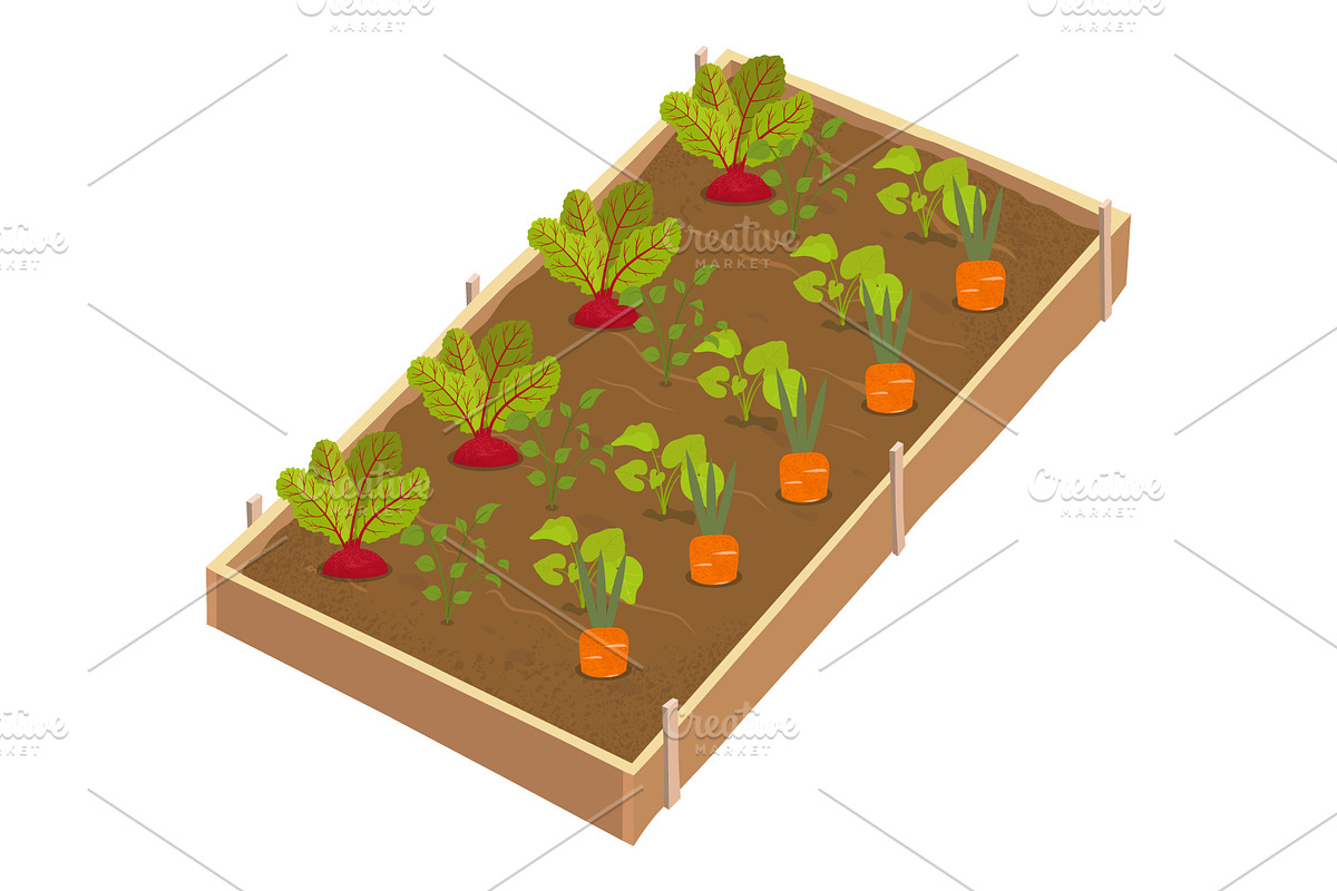 Raised garden bed with vegetables, a Food Illustration by Yayasya