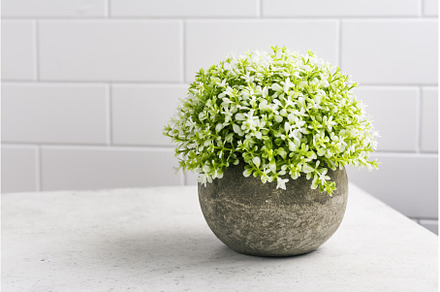 Decorative plants on kitchen table, a Nature Photo by Ekaterina_Markelova