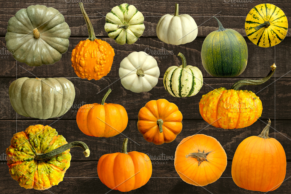 Pumpkins & Gourds - 33 Realistic, an Object Graphic by Turning Moss (Photo 4 of 6)