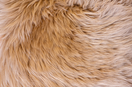 Brown fur background, an Abstract Photo by LanaSweet