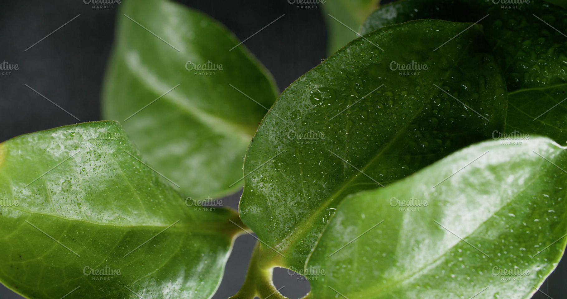 Green leaf water texture nature plant rain drop, a Background Photo by Photo Drive Studio