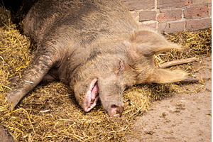 A close-up view of a pig relaxing in, an Animal Photo by Backyard Stock